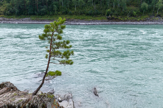 A solitary small pine tree leans over a rocky edge as turquoise water flows behind. Calm and resilient, the scene captures nature quiet beauty by the riverside shore. Katun, Altai