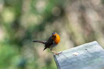Obraz premium Adult European robin facing forward on a wooden post