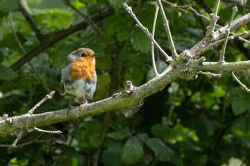 Obraz premium Adult European robin on a lichen-covered branch
