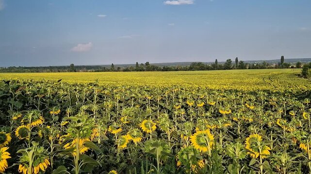 Huge field of blooming sunflowers under blue sky, agriculture, nature, travel and fertility concept. Endless field of sunflowers, basis for production of natural sunflower oil, crop for oil production
