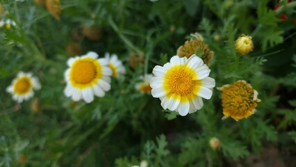 Obraz premium Glebionis coronaria Crown Daisy flower with white and yellow petals among green foliage