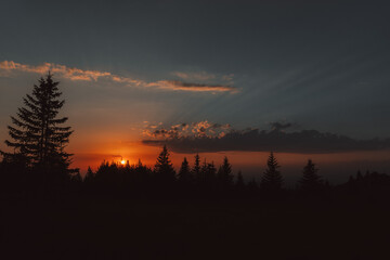sunset in the forest