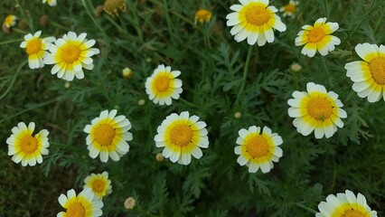 Fototapeta premium Glebionis coronaria Crown Daisy flower with white and yellow petals among green foliage