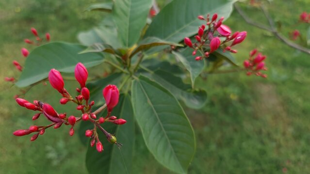 Jatropha integerrima red flowers and buds blooming on a branch against soft green foliage