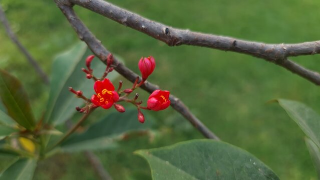Jatropha integerrima red flowers and buds blooming on a branch against soft green foliage