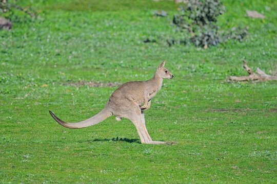 Bouncing eastern grey kangaroo on open green field, Woodlands Historic Park, Victoria Australia