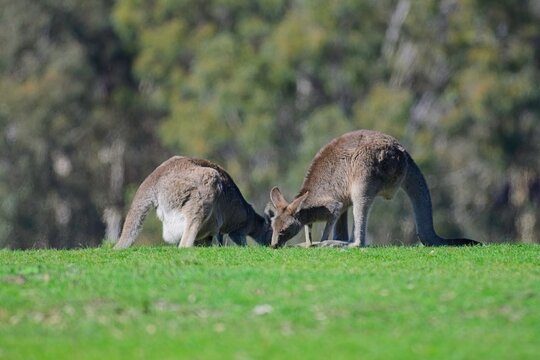 Eastern grey kangaroos, one with Joey in pouch, grazing in an open field, in front of a forest, Woodlands Historic Park, Victoria Australia