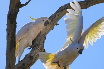 sulphur crested cockatoo pair in a dead river redgum tree, flapping it's wings as it's partner watches, Woodlands Historic Park, Victoria Australia. Sulphur crested cockatoos mate for life. © James