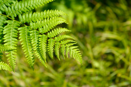 Eagle fern green leaf - scientific name - Pteridium aquilinum