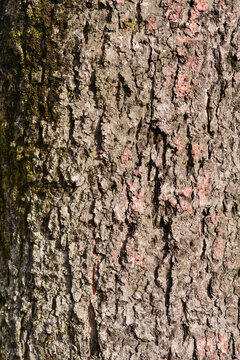 Silver maple bark detail - Latin name - Acer saccharinum