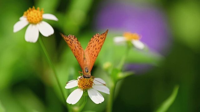 Slow Motion Close Up of an Orange Spotted Butterfly Feeding on Nectar on a White Flower, Flying to Another Flower, and Flying Away in a Natural Outdoor Environment