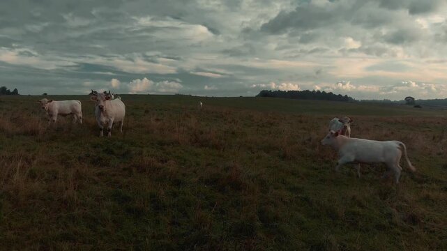 cows in the field