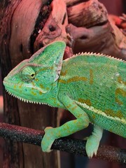 Close up of a green chameleon climbing on a textured tree branch with chameleon © IMRAN_IM33