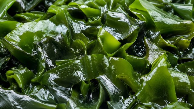 Wakame Seaweed Closeup
