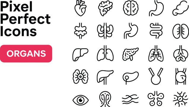organs medical icon set featuring human anatomy digestive respiratory nervous and internal body systems outline symbols