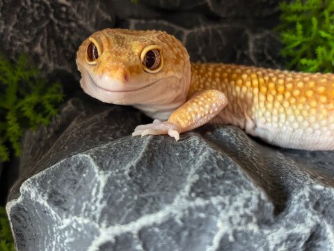 Cute orange gecko lizard resting on dark textured stone with spotted gecko