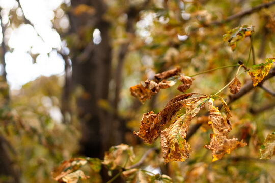 Autumn leaves on trees show signs of decay and changing colors in a forest