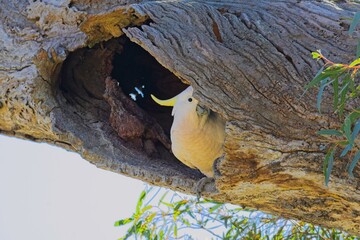 Sulphur crested cockatoo explores a hole in an ancient river redgum, Woodlands Historic Park, Victoria Australia © James
