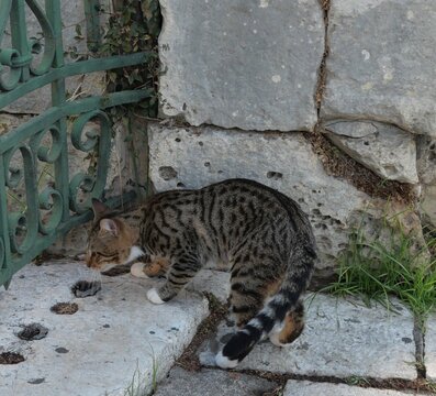  Chat tigr&eacute; explorant dans un ancien environnement urbain.