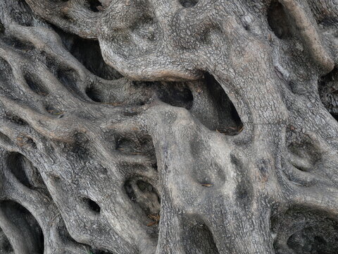 Racine d'arbre vieillie pr&eacute;sentant des textures naturelles, des cavit&eacute;s et des motifs organiques.