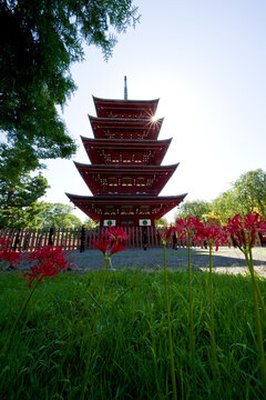 日本、青森、最勝院五重塔と彼岸花