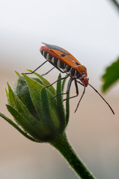 Macro shot of a red cotton stainer bug (Dysdercus cingulatus) perched on a green plant bud