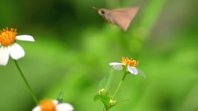 Slow Motion Close Up of a Small Brown Butterfly Feeding on Nectar on a White Flower, Flying to Another Flower, and Flying Away in a Natural Outdoor Environment