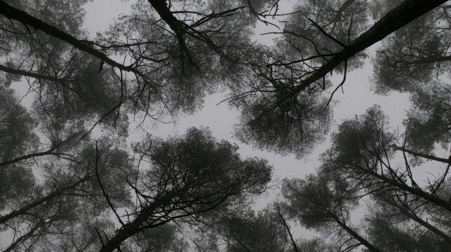 Snowy pine trees in winter landscape, seen from below