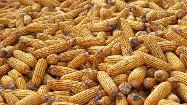Pile of Harvested Dried Corn Cobs