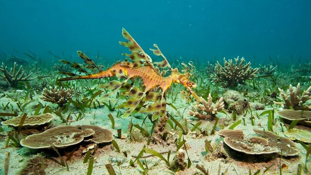 Leafy Seadragon Camouflaged Over Seagrass Meadow With Small Table Corals In Sandy Lagoon