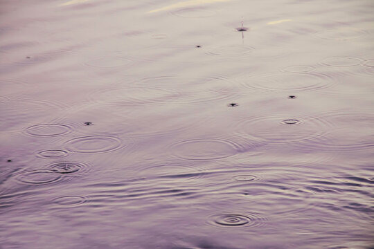 Close-up view of raindrops falling onto a calm water surface, creating delicate circular ripples and gentle waves. Soft purple and pink reflections create a peaceful, atmospheric mood