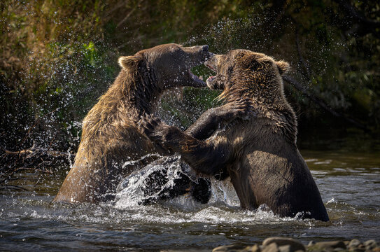 Alaskan brown bears fighting and splashing water