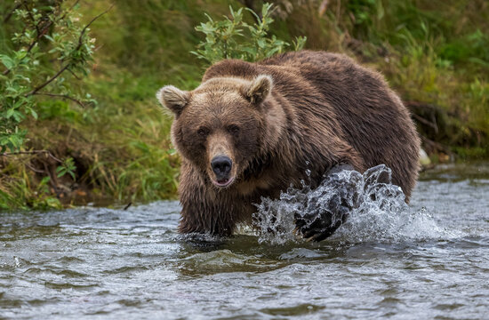 Alaskan Brown bear wading in stream at Katmai National Park Alaska