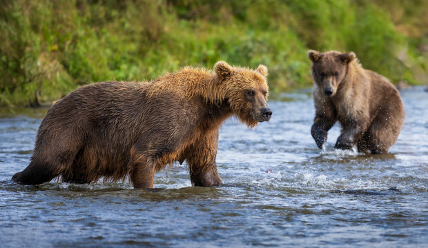 Alaskan Brown bears wading in river water at Katmai National Park, Alaska