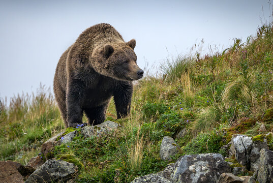 Brown bear walking on rocky hillside in Katmai National Park Alaska