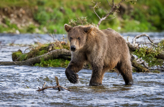 Alaskan Brown bear walking in shallow river in Katmai National Park Alaska