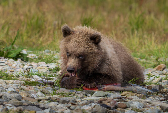 Alaskan Brown bear cub eating salmon on rocky riverbank in Katmai National