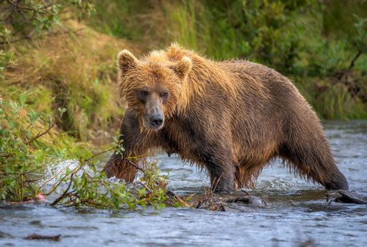 Alaskan Brown bear fishing in river at Katmai National Park Alaska