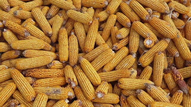 Pile of Harvested Dried Corn Cobs