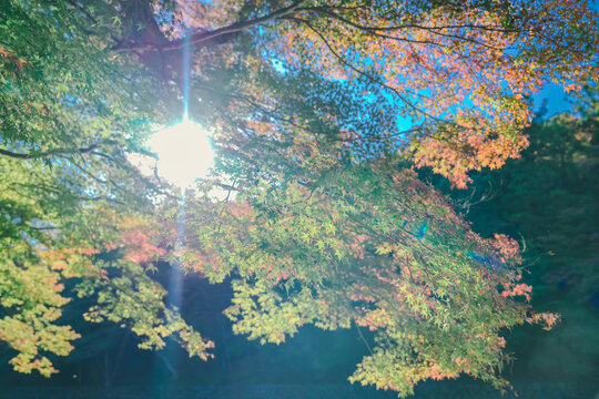 伊勢神宮の美しい風景