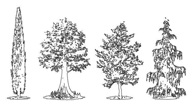Cypress trees collection engraving woodcut mediterranean tuscan wine label bundle set logo tshirt print vintage antique columnar botanical ink sketch vector illustration