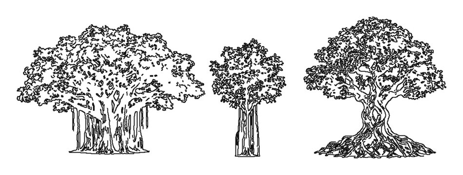 Four banyan trees engraving woodcut ficus sacred roots bundle set tropical logo tshirt print vintage antique massive botanical ink sketch vector illustration