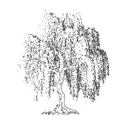 Weeping willow tree engraving woodcut salix romantic wedding memorial tattoo lake logo tshirt print vintage antique drooping botanical ink sketch vector illustration © AfsanaBinteSalam