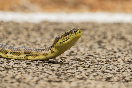 Southwestern carpet python, Morelia imbricata, on the road in the Margaret River Region, Western Australia