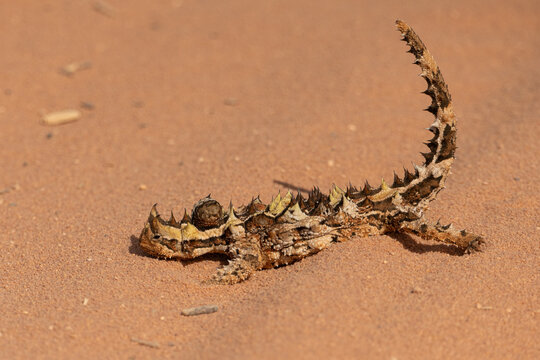 Thorny devil, Moloch horridus, at Francois Peron National Park, Shark Bay, Western Australia 
