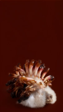 A decaying galangal flower with white fungal mold and copy space.