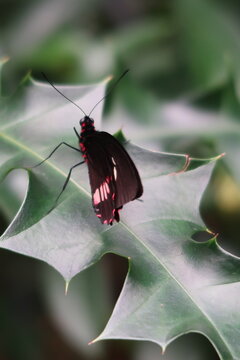 botanischergarten
