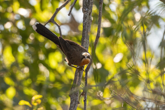 Grey-crowned babbler, Pomoatostomus temporalis rubeculus, on a perch in Broome, Western Australia