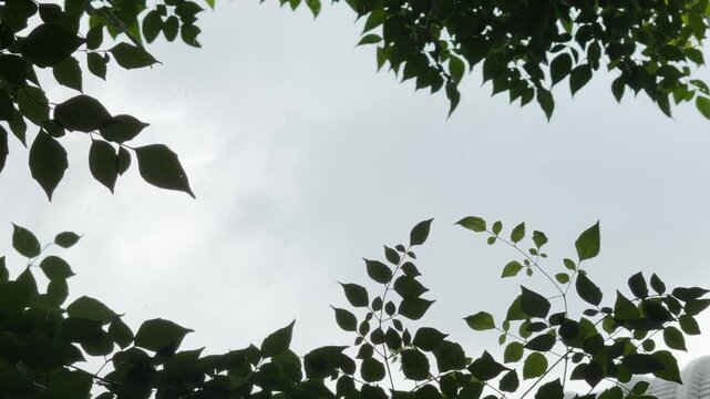Heavy rainstorm and strong wind blowing trees