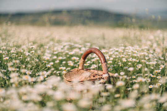 Woven picnic basket sits amidst white daisies in a sunlit summer meadow during a peaceful outdoor lunch